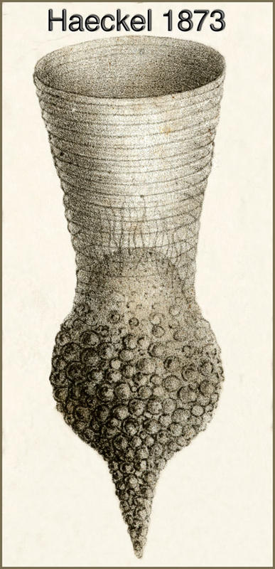 Codonellopsis orthoceras by Ernst Haeckel