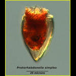 Protorhabdonella simplex