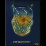Dictyocysta duplex