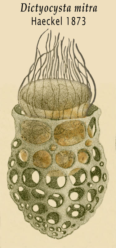 DmitraHaeckel_001.jpg