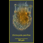 Dictyocysta pacifica