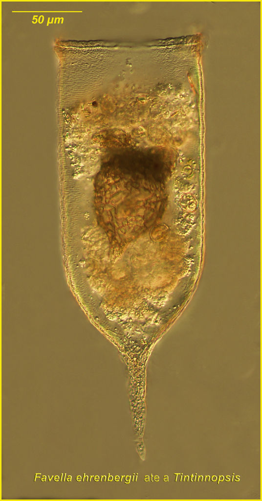 Same sample, another Favella ate a relative