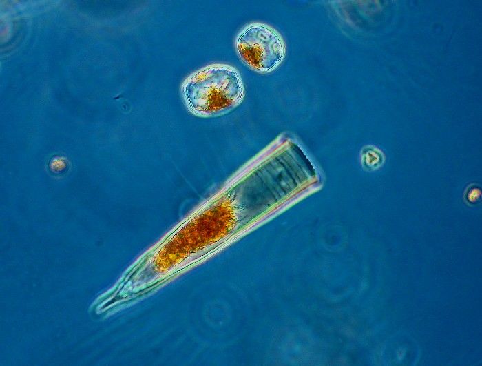 Helicostomella subulata