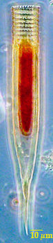 Helicostomella subulata