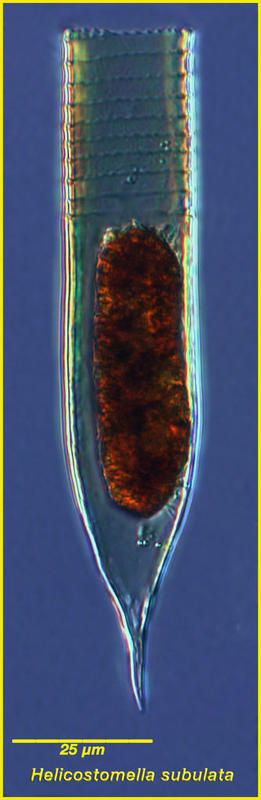 Helicostomella subulata