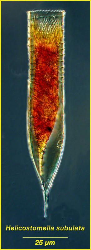 Helicostomella subulata