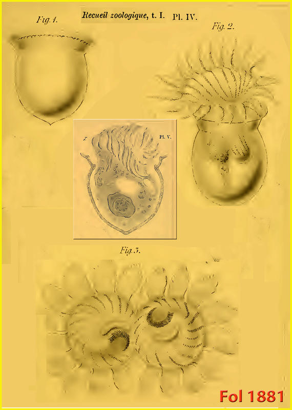 Orginal description of Cyttarocylis ampulla formerly Petalotricha ampulla