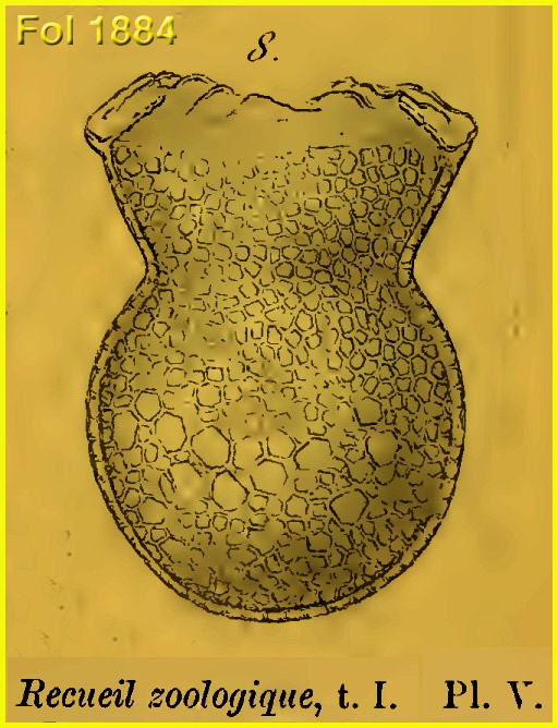 Drawing of Codonaria cistellula from the original species description in Fol 1884.