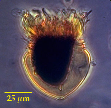 Metacylis jorgensenii