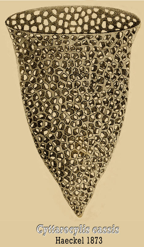 Cyttarocylis cassis by Ernst Haeckel