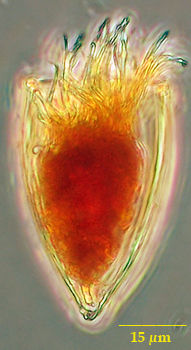 Proplectella acuta