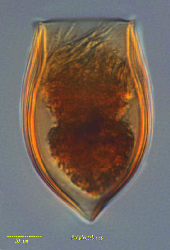 Proplectella sp