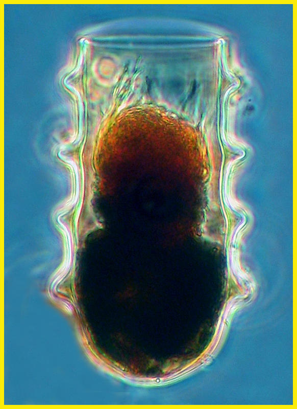 Cricundella quadricincta