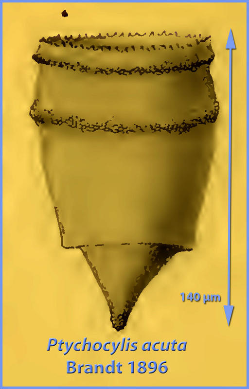 Drawing from the original species description of Ptychocylis acuta by Brandt in 1896.