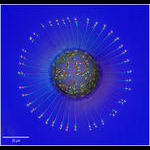 Marine diatoms