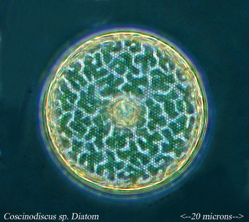 Coscinodiscus sp