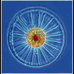 Wagon Wheel Diatom