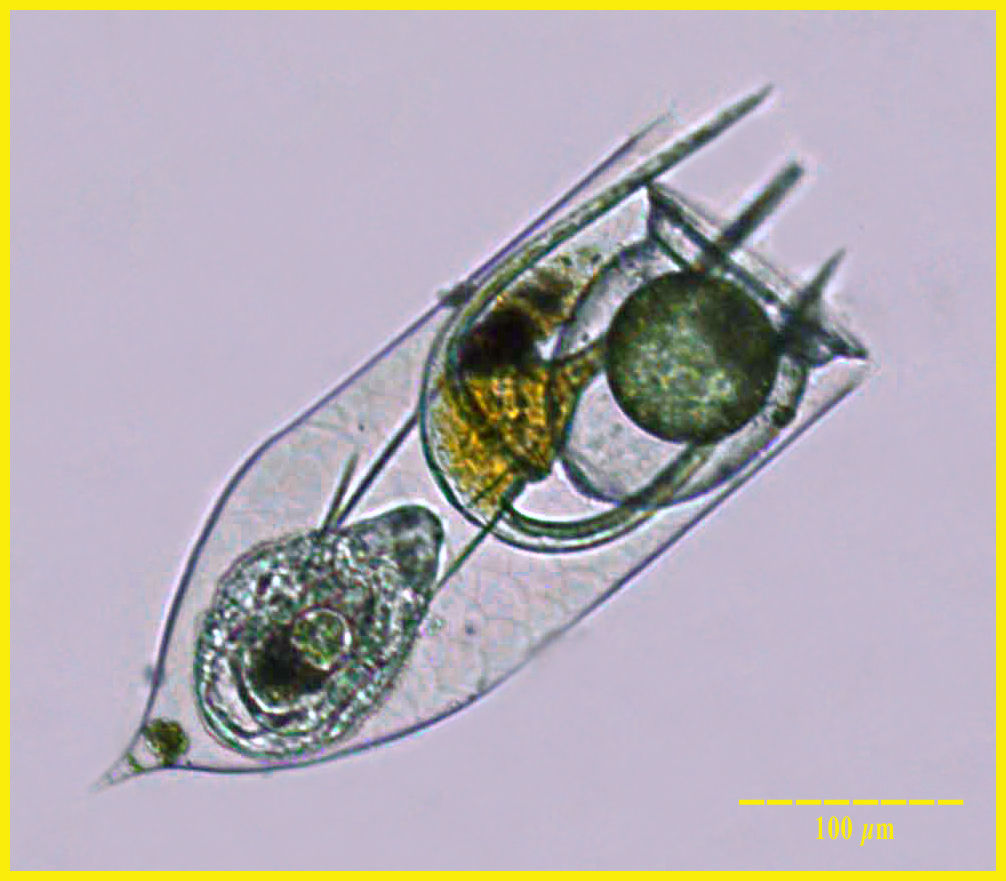 Diatom Hitch Hikers: just along for the ride!
