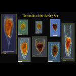 Plankton of the Bering Sea  tintinnid ciliates