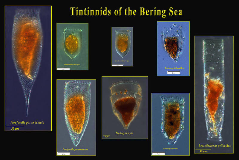 Plankton of the Bering Sea  tintinnid ciliates