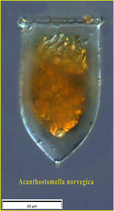 Acanthostomella norvegica