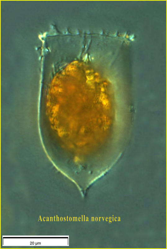 Acanthostomella norvegica