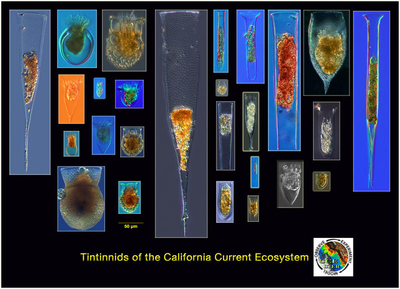 Tintinnids of the California Current Ecosystem