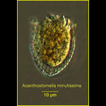 Acanthostomella minutisma