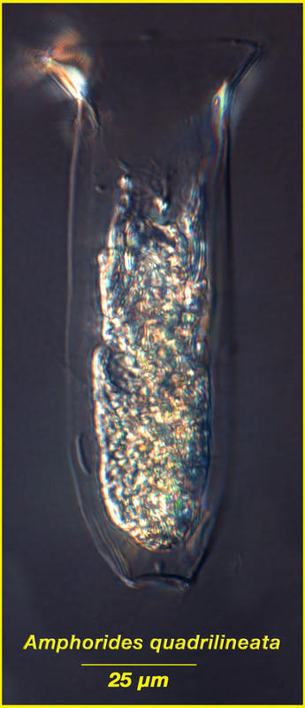 Amphorides quadrilineata