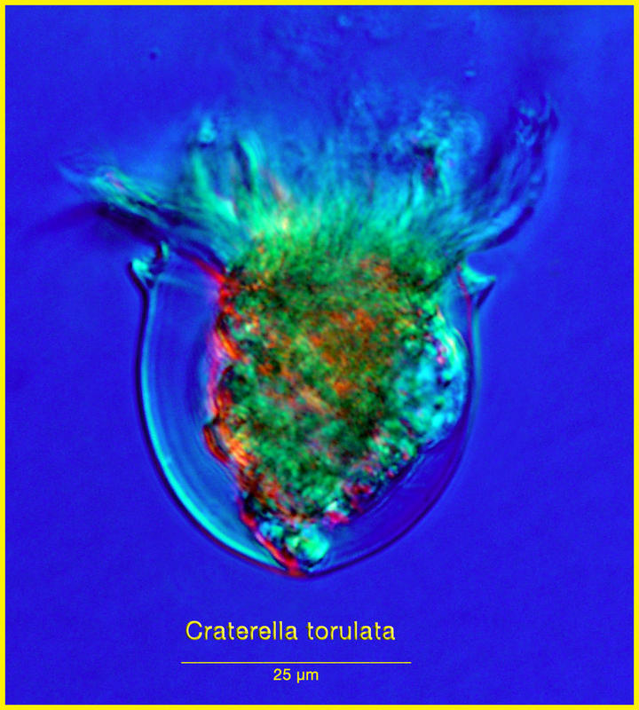 Ascampbelliella (Craterella) tortulata