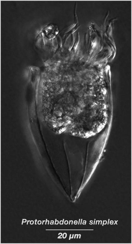 Protorhabdonella simplex