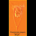 Rhabdonella elegans