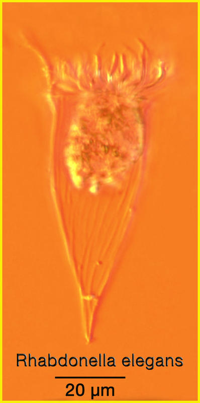 Rhabdonella elegans