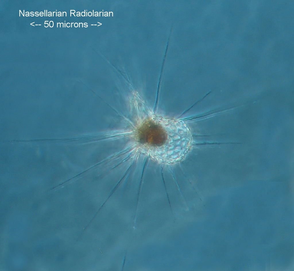 Nassularian radiolarian probaly Peridium longispinum