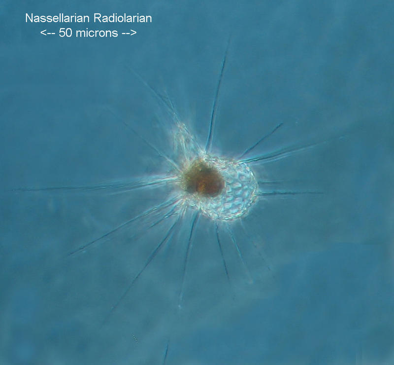 Nassularian radiolarian probaly Peridium longispinum