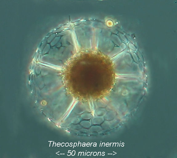Thecosphaera inermis