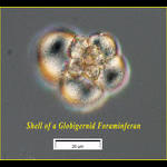 Globigernid Foraminferan shell from the Aegean Sea