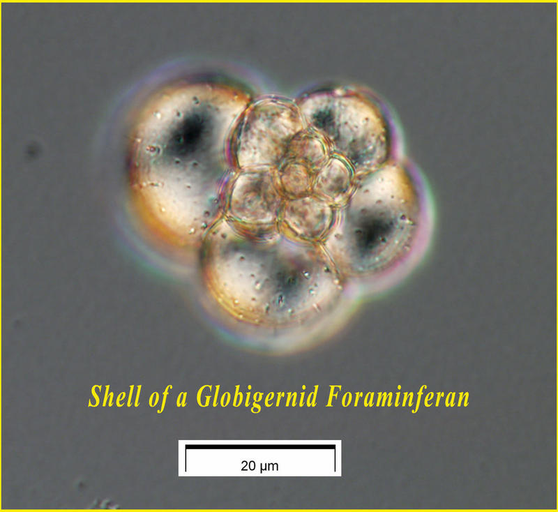 Globigernid Foraminferan shell from the Aegean Sea