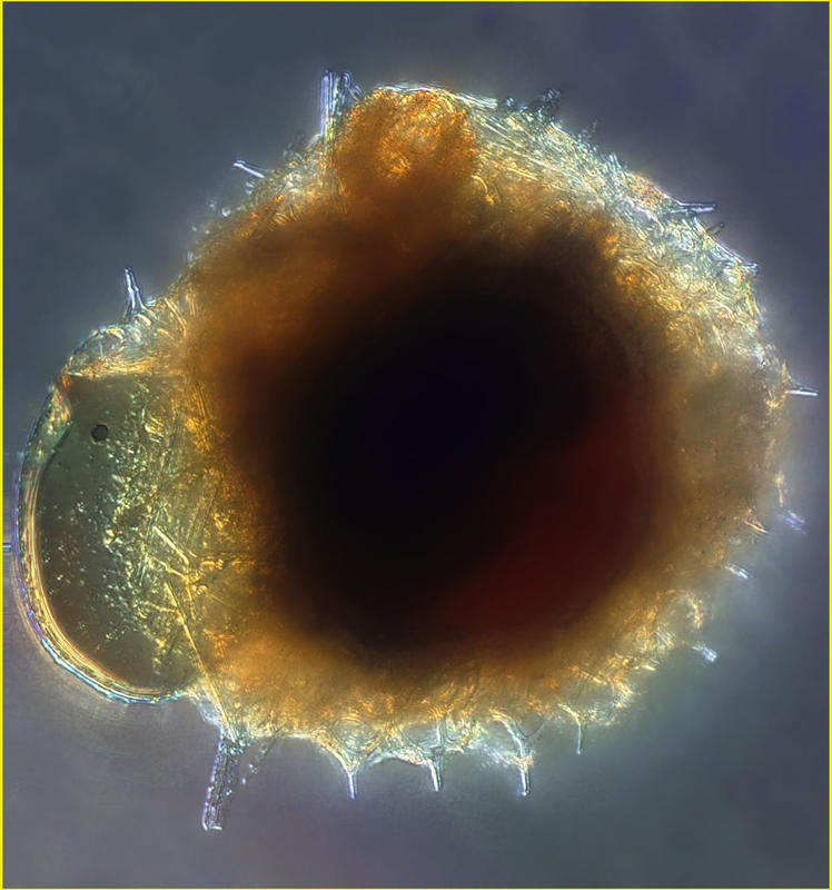 Radiolarian (Phaeodaria, Phaeosphaera nucleoelongata) ate the tintinnid Proplectella