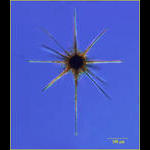 Star Radiolarian (Acantharian subclade F3a of Decelle et al. 2012)