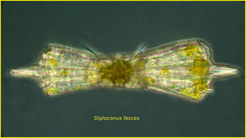 Diploconus fasces