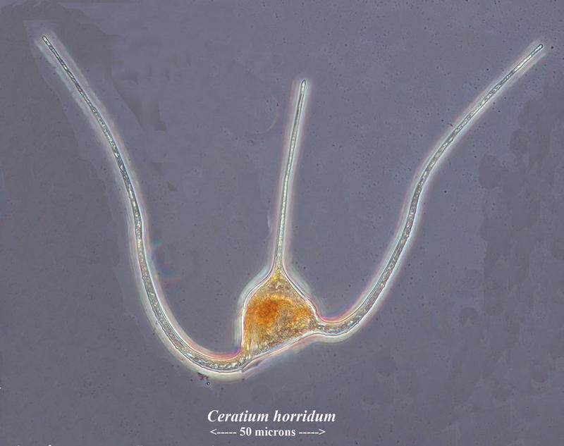 Ceratium horridum