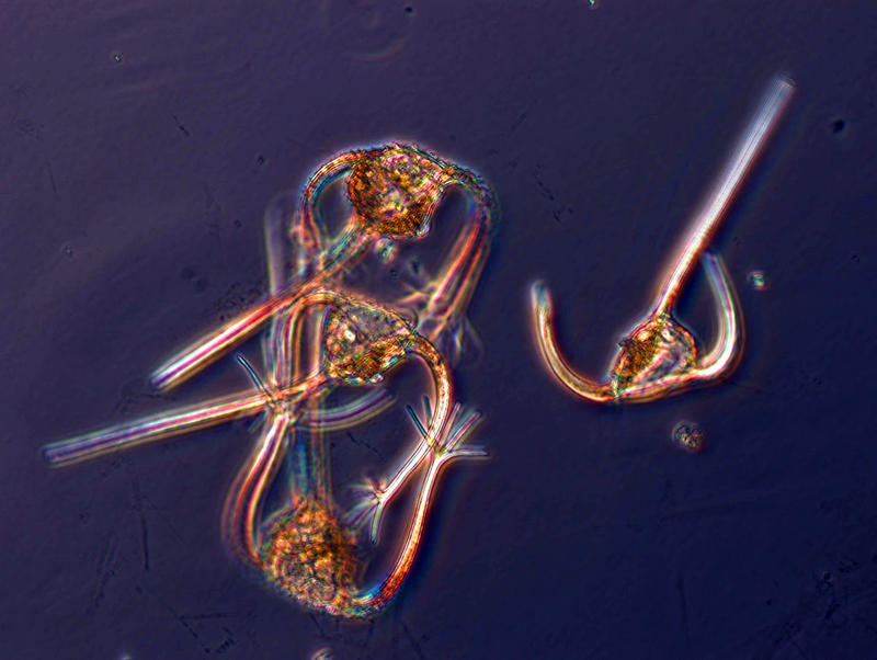 Ceratium ranipes:  Day & Nite morphologies