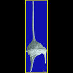 Ceratium candelabrum SEM image