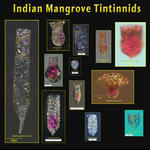 Indian Mangrove Tintinnids