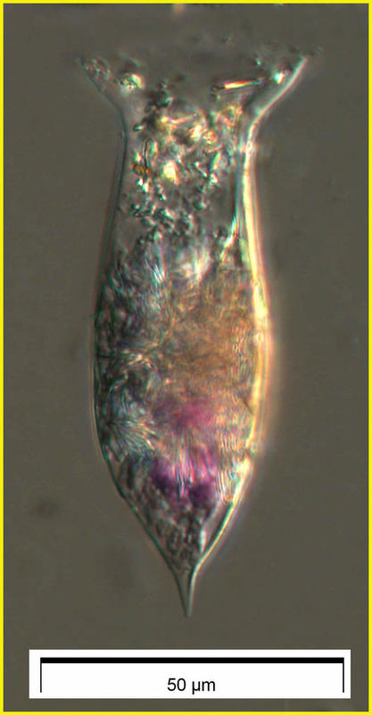 Amphorellopsis acuta