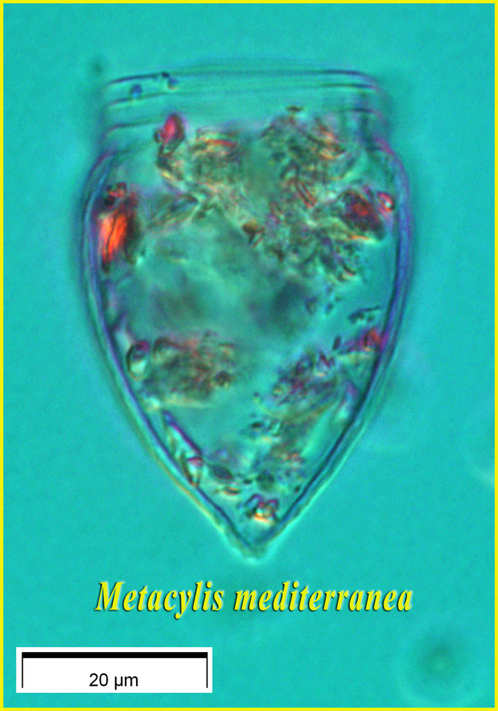 Metacylis mediterranea