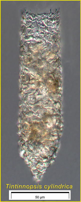 Tintinnopsis cylindrica