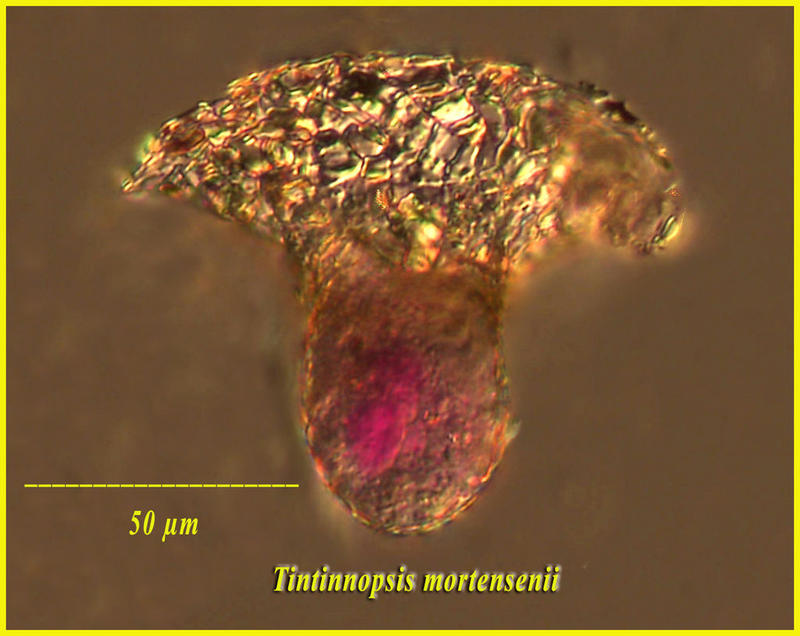 Tintinnopsis mortensenii