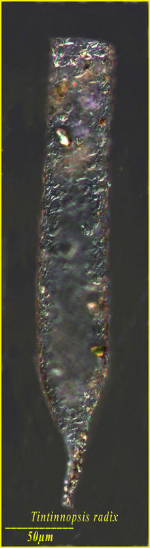 Tintinnopsis radix